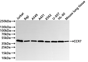 CCR7 Antibody