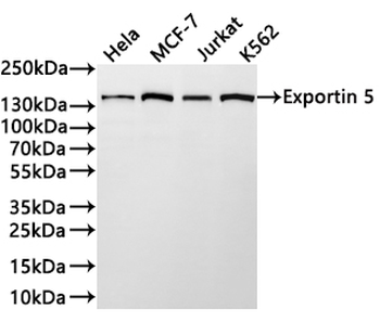 XPO5 Antibody