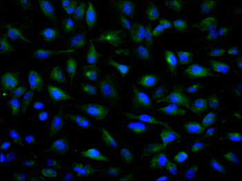 XPO5 Antibody