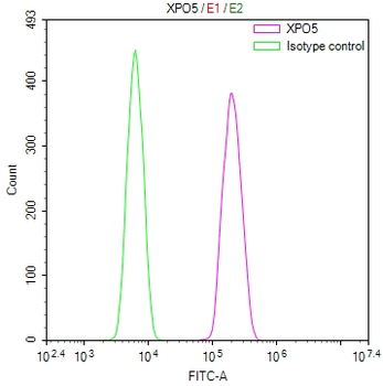 XPO5 Antibody