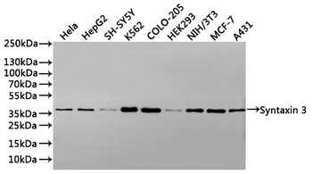 STX3 Antibody