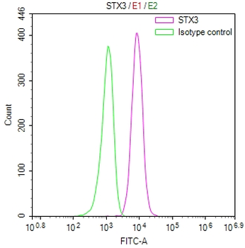 STX3 Antibody