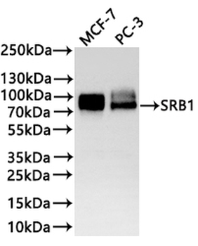 SCARB1 Antibody