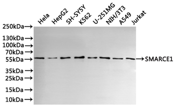 SMARCE1 Antibody