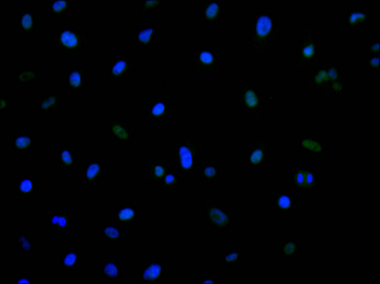 SMARCE1 Antibody