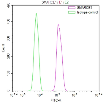 SMARCE1 Antibody
