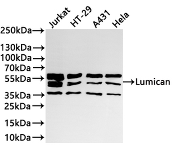LUM Antibody