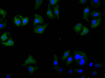 LUM Antibody