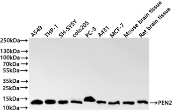 PSENEN Antibody