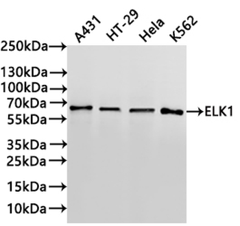 ELK1 Antibody