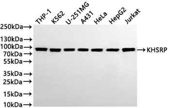 KHSRP Antibody