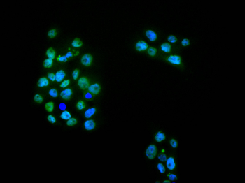 KHSRP Antibody