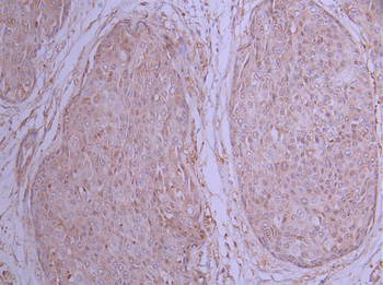CD53 Antibody