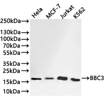 BBC3 Antibody