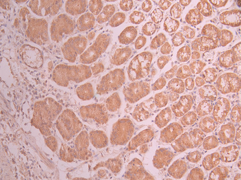 BBC3 Antibody