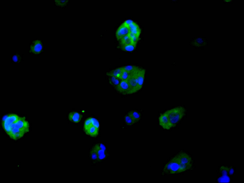 BBC3 Antibody