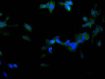 CLASP1 Antibody