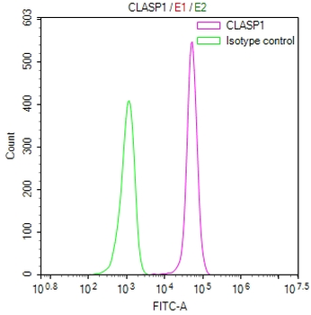 CLASP1 Antibody