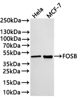 FOSB Antibody