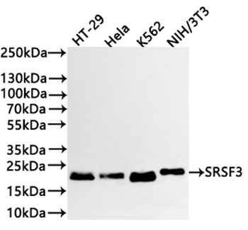 SRSF3 Antibody