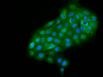 SRSF3 Antibody
