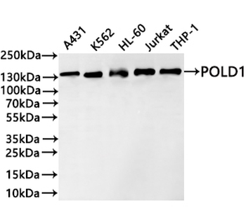 POLD1 Antibody