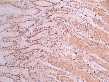 POLD1 Antibody