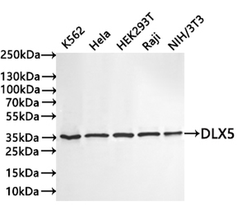 DLX5 Antibody