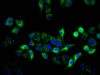 KRT17 Antibody