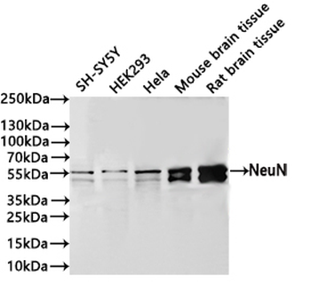 RBFOX3 Antibody