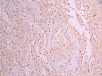 RBFOX3 Antibody