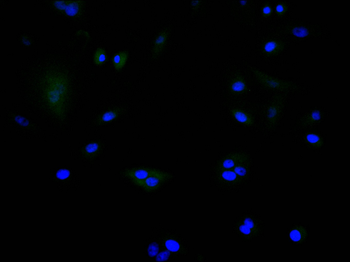 RBFOX3 Antibody