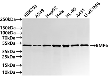BMP6 Antibody