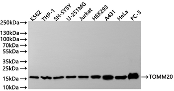 TOMM20 Antibody