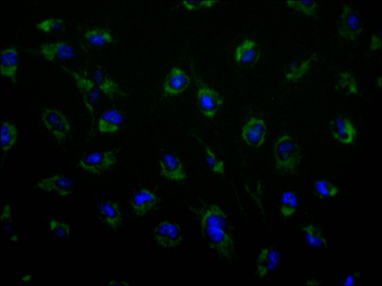 TOMM20 Antibody