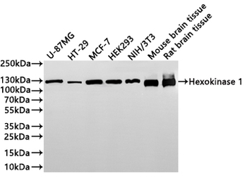 HK1 Antibody
