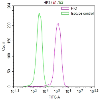 HK1 Antibody