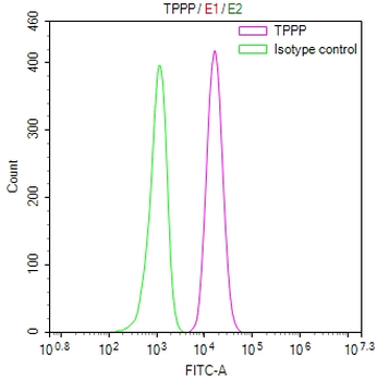 TPPP Antibody