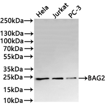 BAG2 Antibody