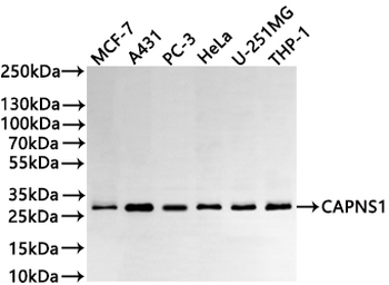 CAPNS1 Antibody