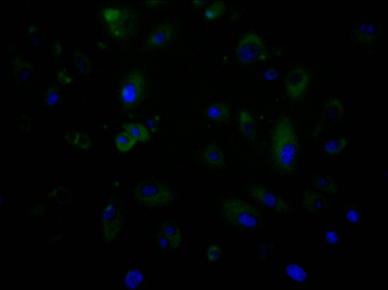 CAPNS1 Antibody
