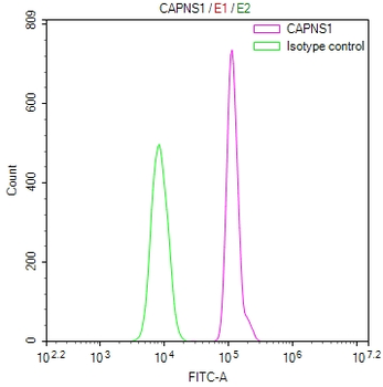CAPNS1 Antibody