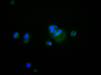 SAA4 Antibody
