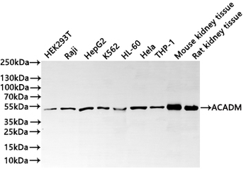 ACADM Antibody