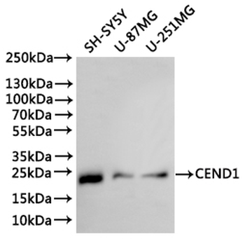 CEND1 Antibody