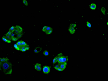 KRT16 Antibody