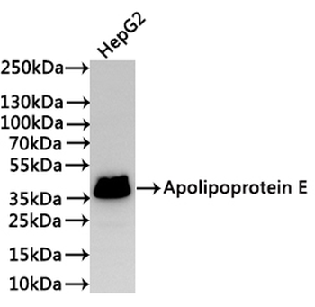APOE Antibody