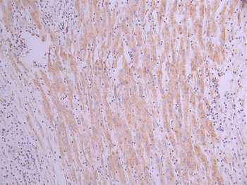 APOE Antibody