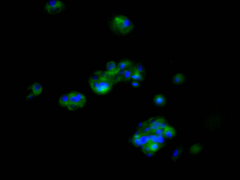 APOE Antibody