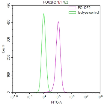 POU2F2 Antibody